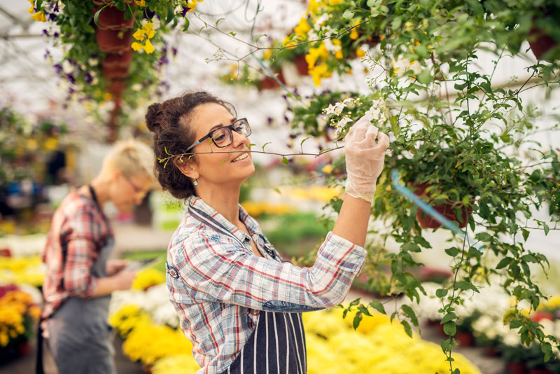 Temporary Workers in Greenhouse